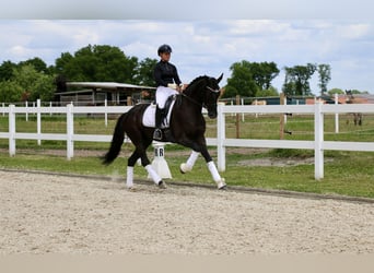 Westfale, Wallach, 4 Jahre, 169 cm, Rappe