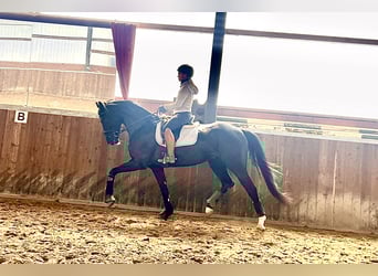 Westfale, Wallach, 4 Jahre, 169 cm, Rappe