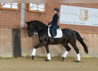 Westfale, Wallach, 4 Jahre, 169 cm, Rappe