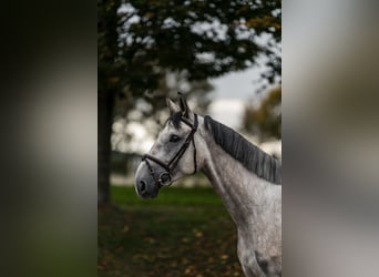 Westfale, Wallach, 4 Jahre, 169 cm, Schimmel