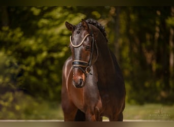 Westfale, Wallach, 4 Jahre, 169 cm, Schwarzbrauner