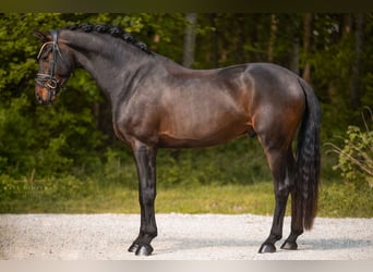 Westfale, Wallach, 4 Jahre, 169 cm, Schwarzbrauner
