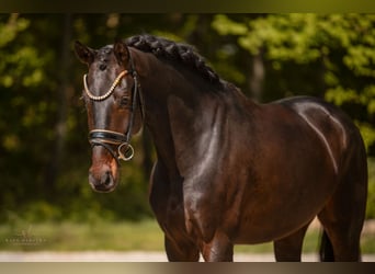 Westfale, Wallach, 4 Jahre, 169 cm, Schwarzbrauner