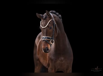 Westfale, Wallach, 4 Jahre, 169 cm, Schwarzbrauner