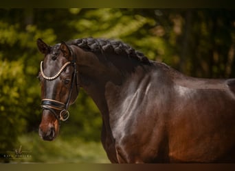 Westfale, Wallach, 4 Jahre, 169 cm, Schwarzbrauner