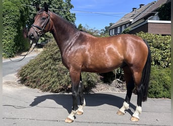 Westfale, Wallach, 4 Jahre, 170 cm, Brauner
