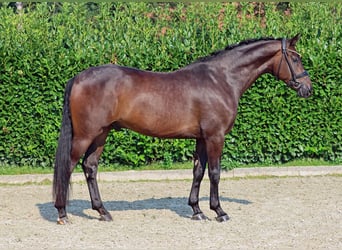 Westfale, Wallach, 4 Jahre, 170 cm, Brauner