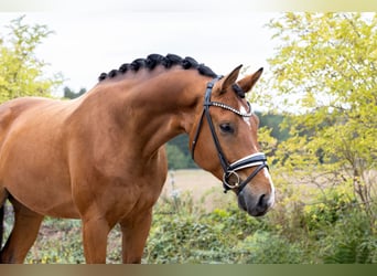 Westfale, Wallach, 4 Jahre, 170 cm, Brauner