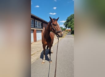 Westfale, Wallach, 4 Jahre, 170 cm, Brauner