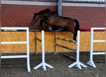 Westfale, Wallach, 4 Jahre, 170 cm, Brauner