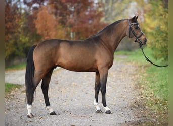 Westfale, Wallach, 4 Jahre, 170 cm, Brauner