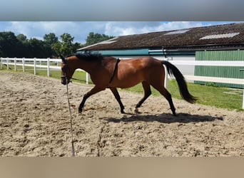 Westfale, Wallach, 4 Jahre, 170 cm, Brauner