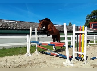 Westfale, Wallach, 4 Jahre, 170 cm, Brauner