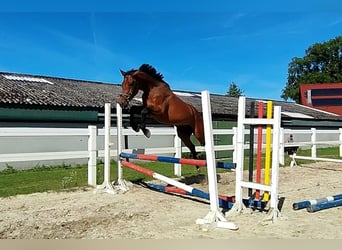 Westfale, Wallach, 4 Jahre, 170 cm, Brauner