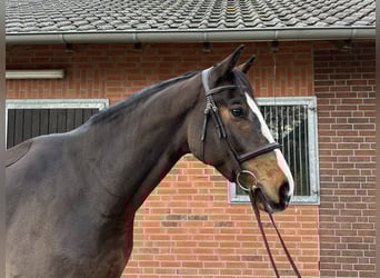 Westfale, Wallach, 4 Jahre, 170 cm, Brauner