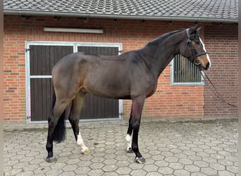 Westfale, Wallach, 4 Jahre, 170 cm, Brauner