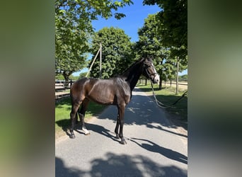Westfale, Wallach, 4 Jahre, 170 cm, Dunkelbrauner