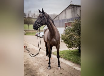 Westfale, Wallach, 4 Jahre, 170 cm, Dunkelbrauner