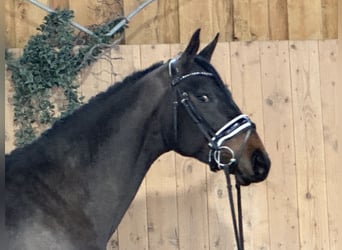 Westfale, Wallach, 4 Jahre, 170 cm, Dunkelbrauner