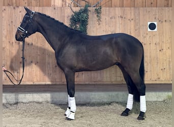 Westfale, Wallach, 4 Jahre, 170 cm, Dunkelbrauner