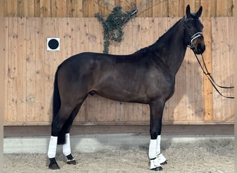 Westfale, Wallach, 4 Jahre, 170 cm, Dunkelbrauner