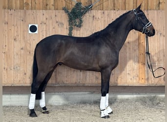 Westfale, Wallach, 4 Jahre, 170 cm, Dunkelbrauner