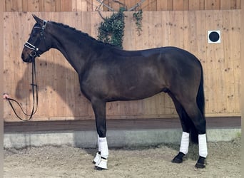 Westfale, Wallach, 4 Jahre, 170 cm, Dunkelbrauner