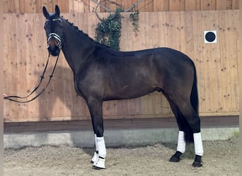 Westfale, Wallach, 4 Jahre, 170 cm, Dunkelbrauner