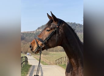 Westfale, Wallach, 4 Jahre, 170 cm, Dunkelbrauner