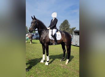 Westfale, Wallach, 4 Jahre, 170 cm, Dunkelbrauner