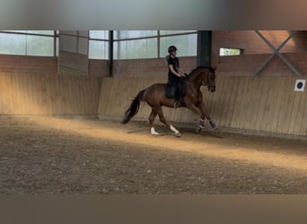 Westfale, Wallach, 4 Jahre, 170 cm, Dunkelfuchs