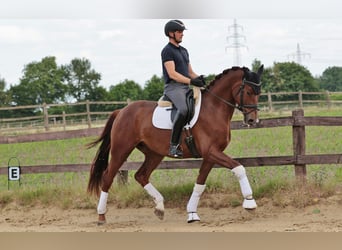 Westfale, Wallach, 4 Jahre, 170 cm, Dunkelfuchs
