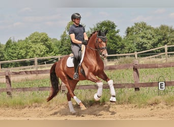 Westfale, Wallach, 4 Jahre, 170 cm, Dunkelfuchs