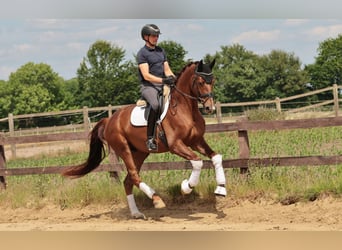 Westfale, Wallach, 4 Jahre, 170 cm, Dunkelfuchs