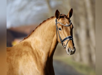 Westfale, Wallach, 4 Jahre, 170 cm, Fuchs