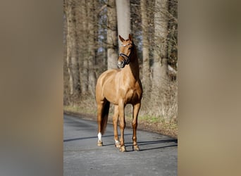 Westfale, Wallach, 4 Jahre, 170 cm, Fuchs