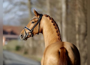 Westfale, Wallach, 4 Jahre, 170 cm, Fuchs