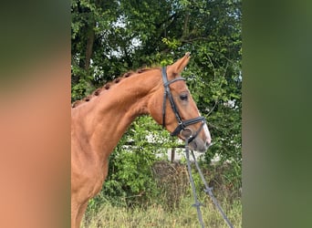 Westfale, Wallach, 4 Jahre, 170 cm, Fuchs