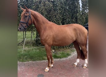 Westfale, Wallach, 4 Jahre, 170 cm, Fuchs