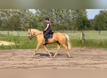 Westfale, Wallach, 4 Jahre, 170 cm, Palomino