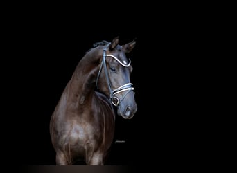 Westfale, Wallach, 4 Jahre, 170 cm, Rappe