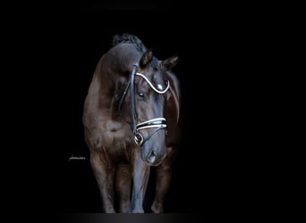 Westfale, Wallach, 4 Jahre, 170 cm, Rappe