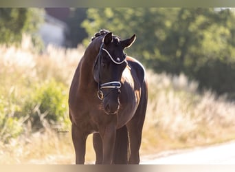 Westfale, Wallach, 4 Jahre, 170 cm, Rappe