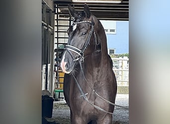 Westfale, Wallach, 4 Jahre, 170 cm, Rappe