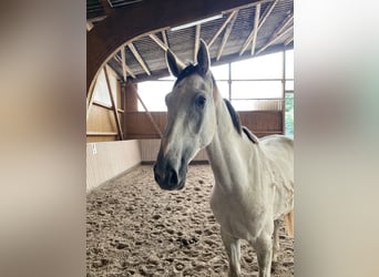 Westfale, Wallach, 4 Jahre, 170 cm, Schimmel