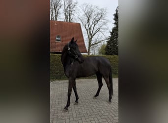 Westfale, Wallach, 4 Jahre, 170 cm, Schwarzbrauner