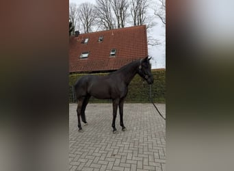 Westfale, Wallach, 4 Jahre, 170 cm, Schwarzbrauner