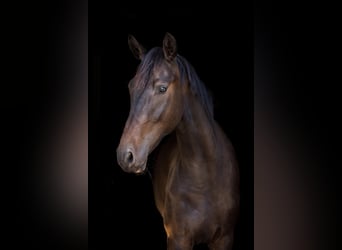 Westfale, Wallach, 4 Jahre, 171 cm, Brauner