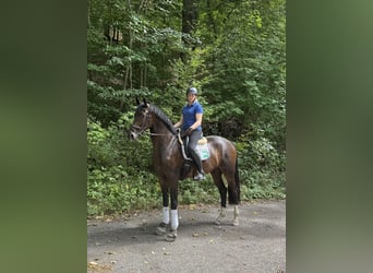 Westfale, Wallach, 4 Jahre, 171 cm, Dunkelbrauner