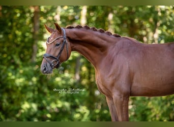 Westfale, Wallach, 4 Jahre, 171 cm, Dunkelfuchs